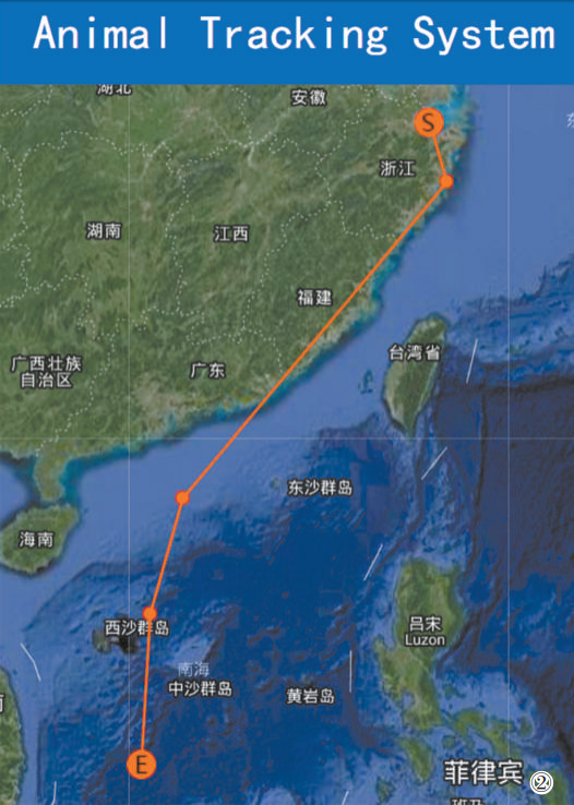 图:自10月31日离开杭州湾后,斑尾塍鹬于11月2日不间断飞抵南海.